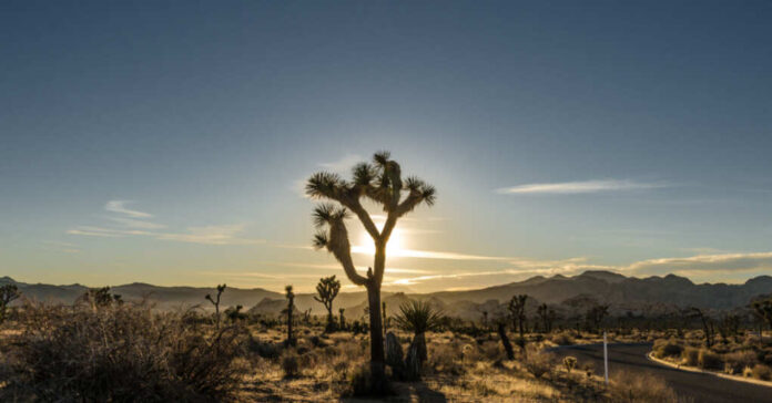 Shutterstock_523377874 Kelly vanDellen / shutterstock.com