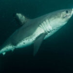 Warren Metcalf / shutterstock.com