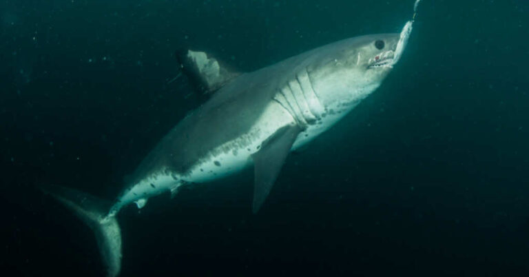 Salmon-Eating Shark Found in Landlocked Idaho Salmon-Eating Shark Found in Landlocked Idaho