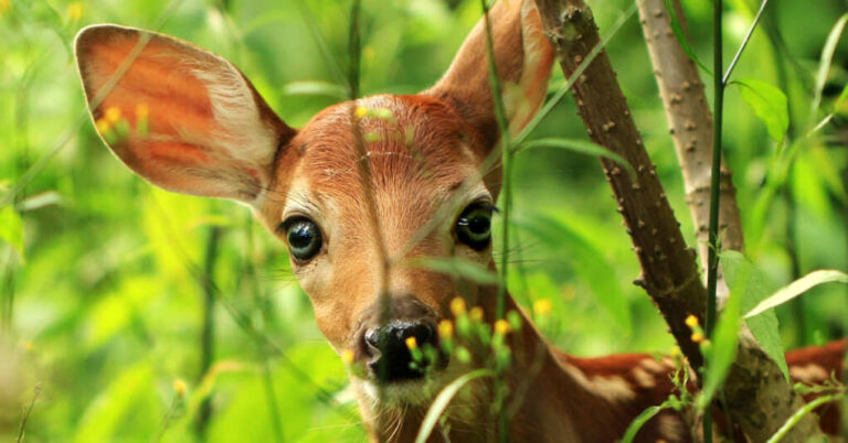Live Action “Bambi” Separates the Hunters From the Gatherers