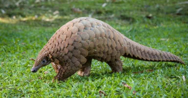 South Park Called It: China Testing 100% Fatal COVID Strain From Pangolins